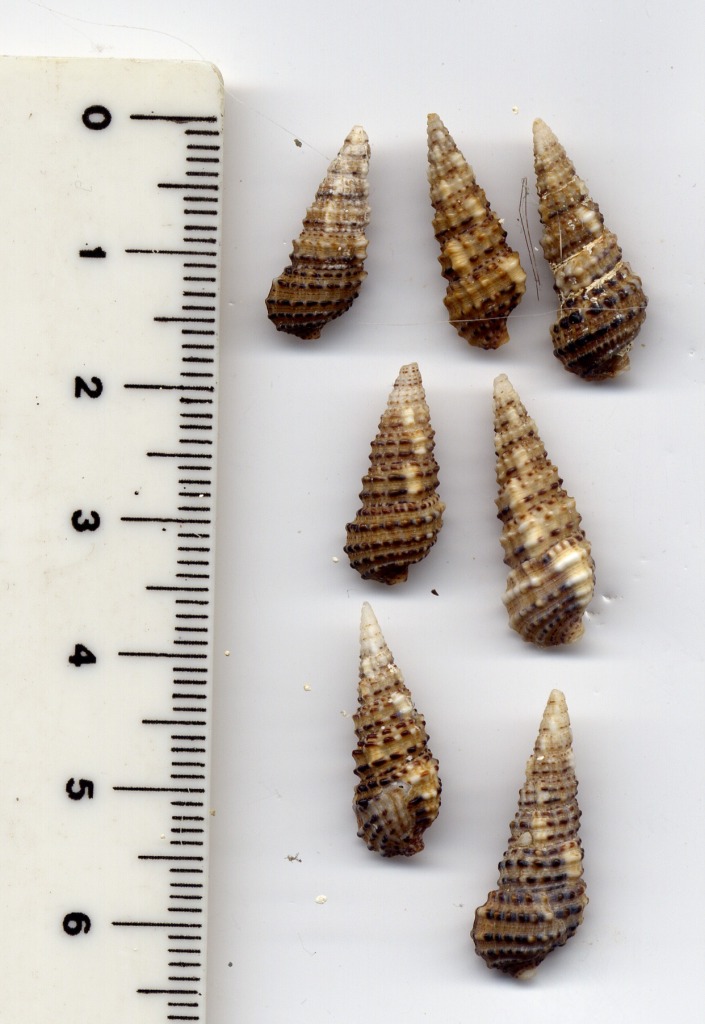 Cerithium scabridum